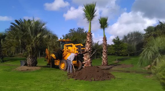 Plantation arbre et arbuste