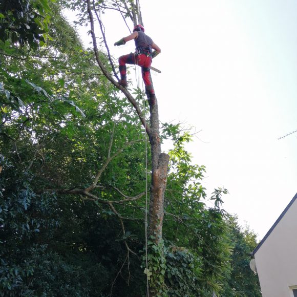 démontage d'arbre